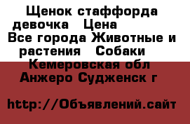 Щенок стаффорда девочка › Цена ­ 20 000 - Все города Животные и растения » Собаки   . Кемеровская обл.,Анжеро-Судженск г.